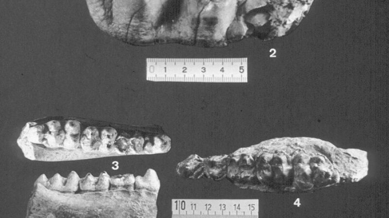 yacimiento-de-las-yeseras-10