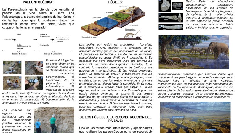 Panel 2 Posterior - Horizontal