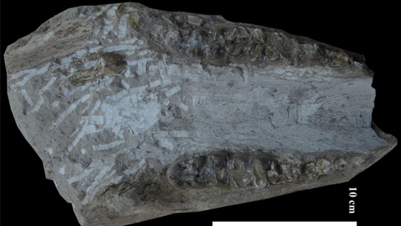 yacimiento-de-las-yeseras-8